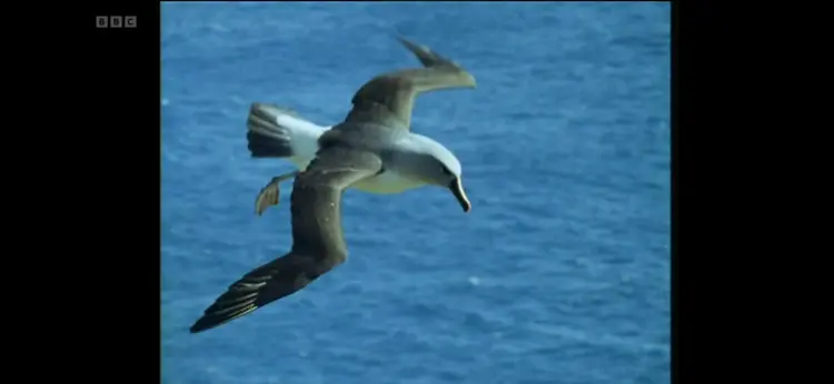 Grey-headed albatross (Thalassarche chrysostoma) as shown in Life in the Freezer - The Ice Retreats